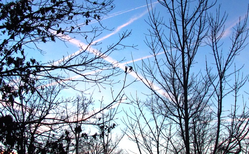 SHANNON’S CREATIVE PHOTO CHALLENGE: SILHOUETTES – Through the&nbsp;trees