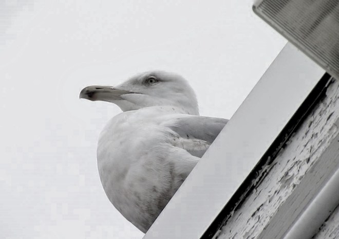 BLACK & WHITE VERSION * I'm surprising myself, but I actually like this one better. :)