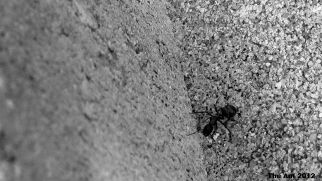 The Ant in Concrete Jungle