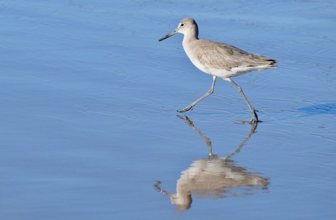Peter Piper Proceeds