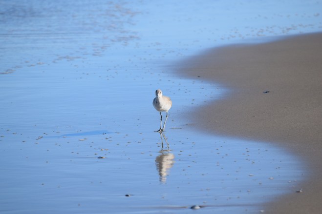 Peter Piper Proposes Parlay?