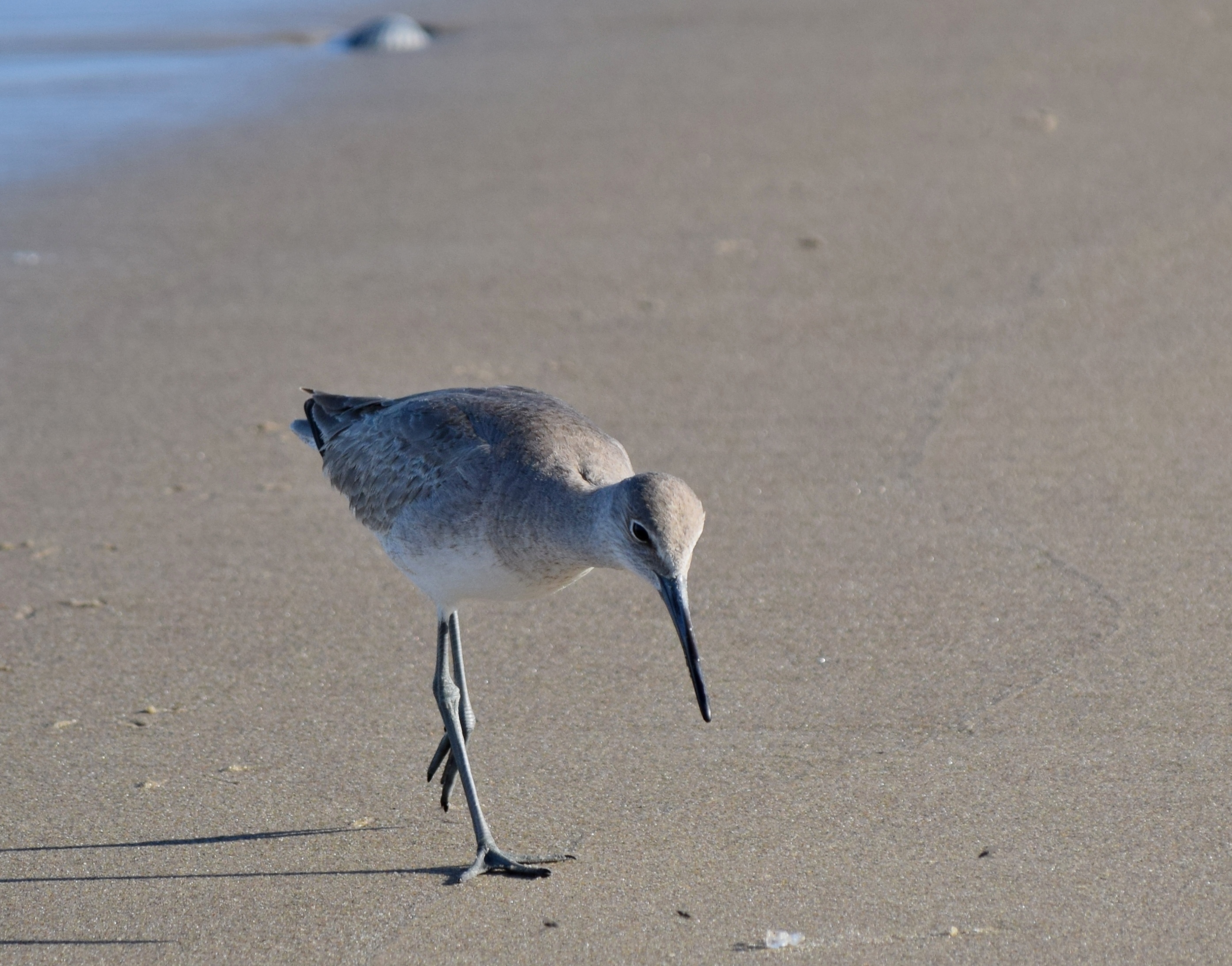 Peter Piper Prepares to Peck