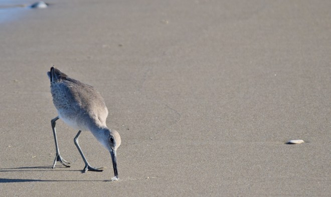 Peter Piper Pecks a Piece