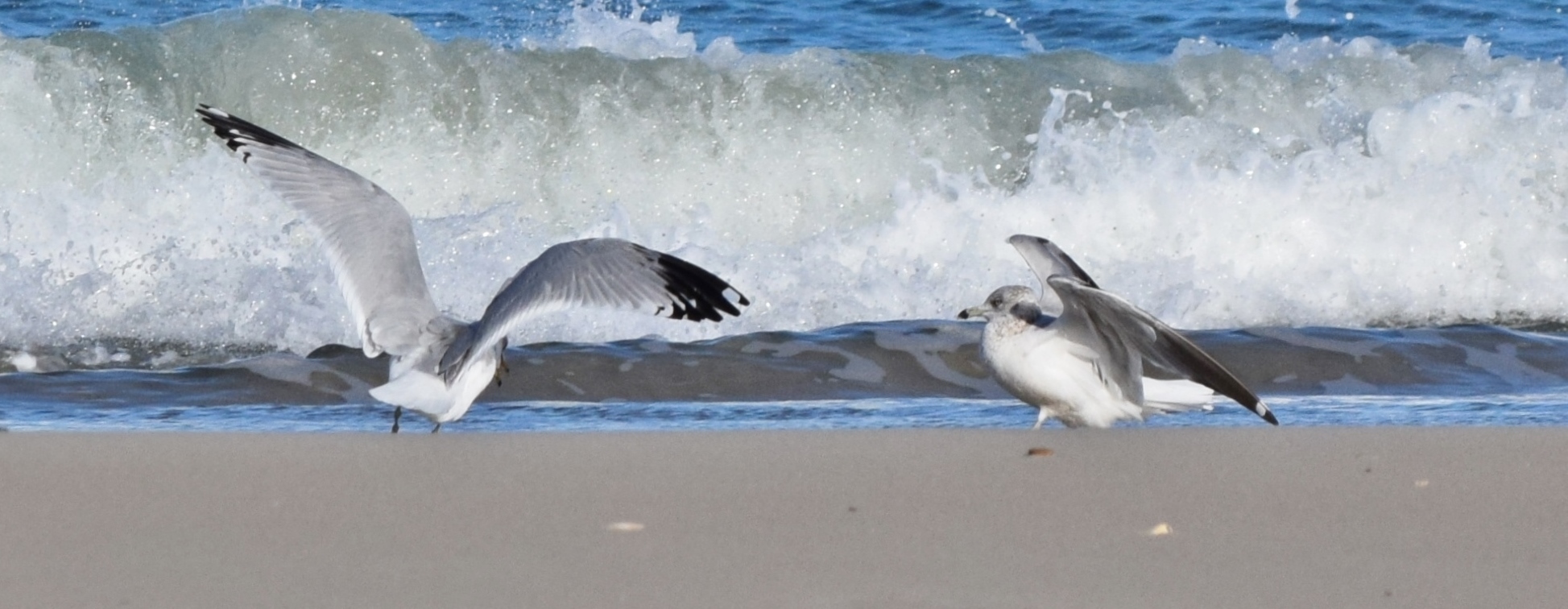 Karate Kid - The Challenge