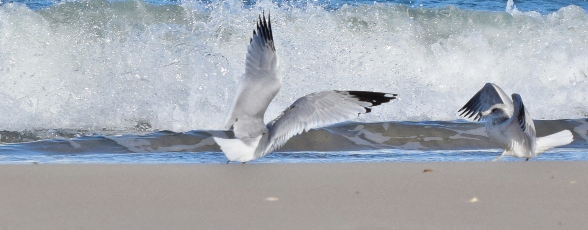 Karate Kid - Challenge Accepted