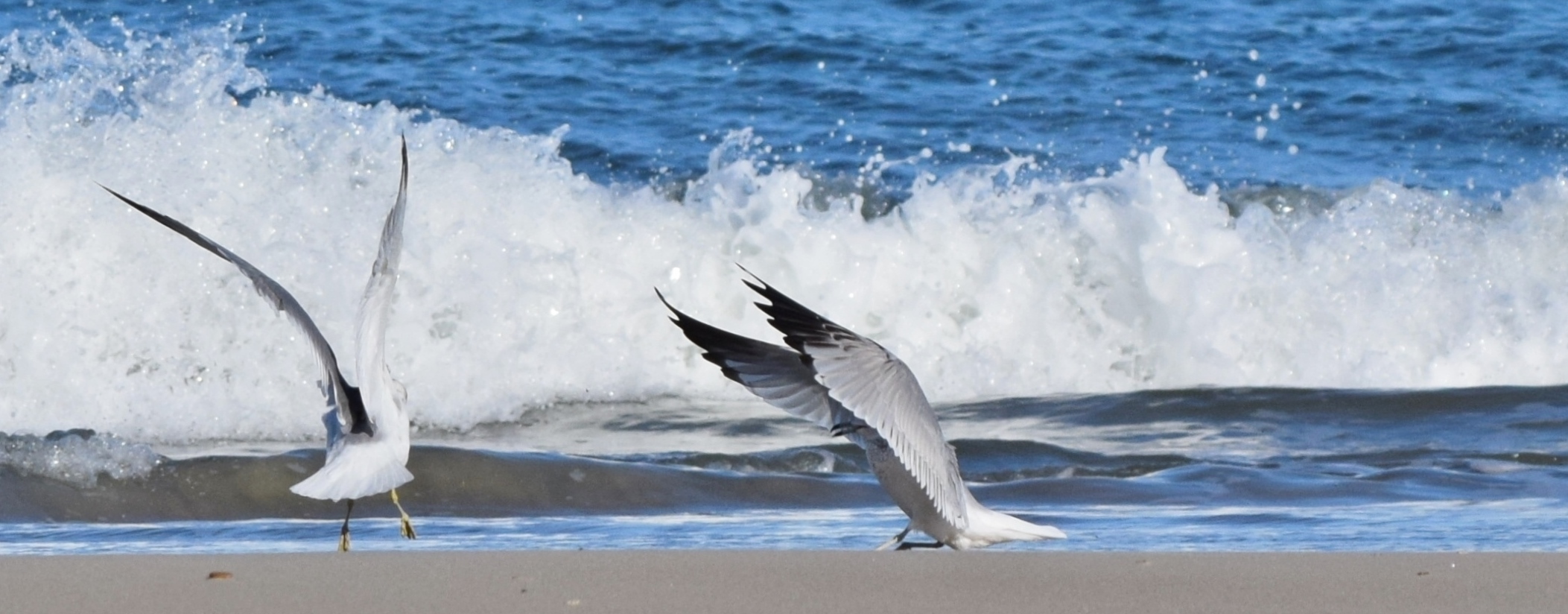 Karate Kid - Wax Off Kid!